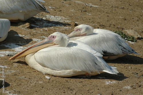 pellicani