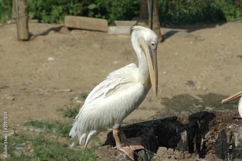 pellicano