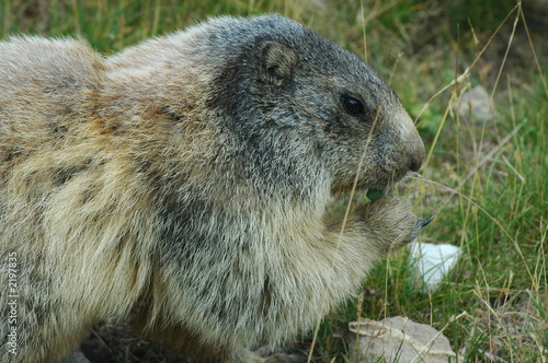marmotta