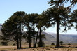 bosque de araucarias bosque de araucarias