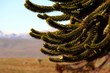 ramas de araucaria ramas de araucaria