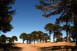 bosque de pehuenes en neuquén bosque de pehuenes en neuquén