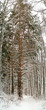 high pine-tree
