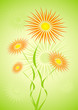 hairy flowers