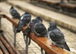 pigeon line