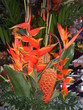 birds of paradise