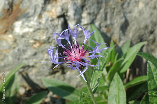 fiore fiore