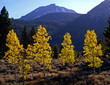 aspens&mtdana(h)