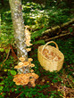 mushrooms 7