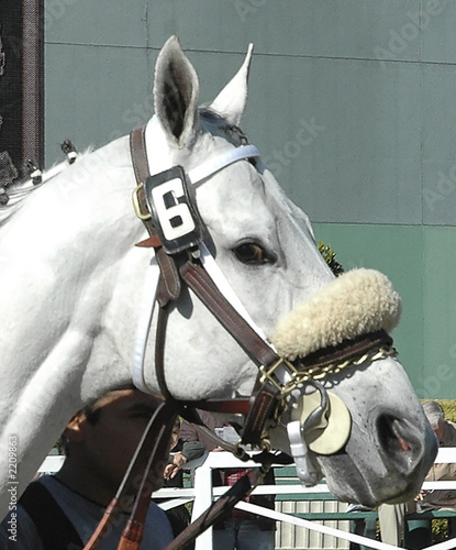 white race horses