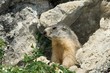 animaux 105