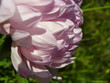Foto: dismissed the middle of a pink aster. dismissed the middle of a pink aster.