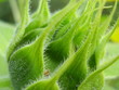 Foto: a green bud of a sunflower. a green bud of a sunflower.