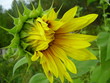Foto: a dismissed flower of a sunflower. a dismissed flower of a sunflower.
