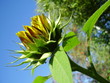 a bud of dismissed sunflower a bud of dismissed sunflower