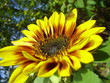 Foto: sunflower with a bee on a petal sunflower with a bee on a petal