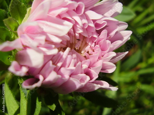 Foto: dismissed the middle of a pink aster. dismissed the middle of a pink aster.