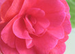 pink beauty
