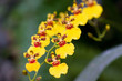 wydler's dancing-lady orchid (oncidium altissimum) wydler's dancing-lady orchid (oncidium altissimum)