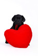 puppy with red heart