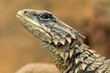 Foto: cordylus giganteus;giant girdled lizard;riesengürt cordylus giganteus;giant girdled lizard;riesengürt