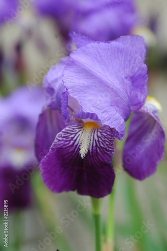 fiore