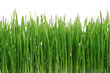 green grass green grass