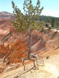 arbre en haut de bryce canyon arbre en haut de bryce canyon