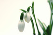 snow-drop snow-drop