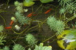 poisson rab poisson rab