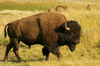 bison