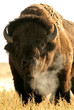 bison bison