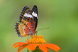 butterfly gargen 1