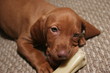 cute puppy chew bone toy dog pet vizsla female cute puppy chew bone toy dog pet vizsla female
