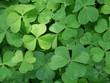 shamrocks growing shamrocks growing