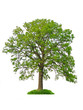 Isolated tree