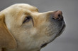 hund