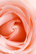 pink rose