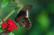 flutterby