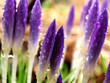 early spring