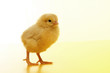 chicken chicken