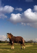 horse in a field