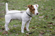 chien