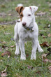 chien