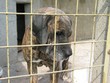sadness dog romania