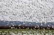 snow geese taking off