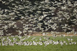snow geese in flight