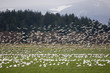 snow geese in flight