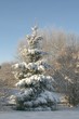 spruce with snow