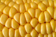 corn cob closeup corn cob closeup